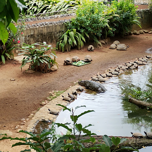 Reptile lake