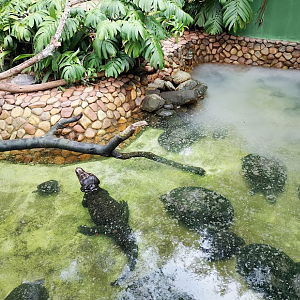Dwarf caiman and Arrau turtle