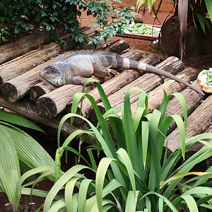 Green iguana