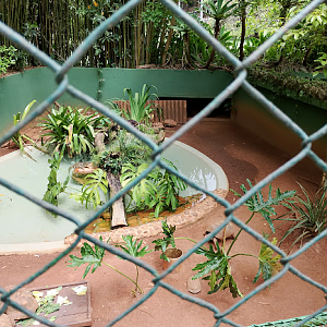 Tortoises and baby spectacled caiman