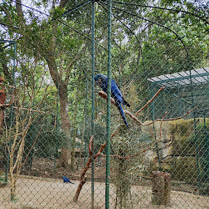 Duo of lear's macaw