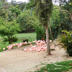 Chilean flamingo flock