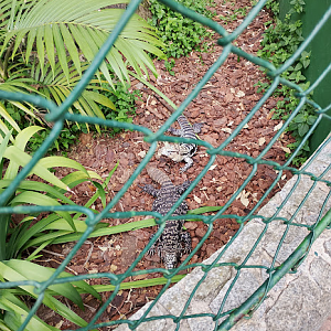 Argentine black and white tegu