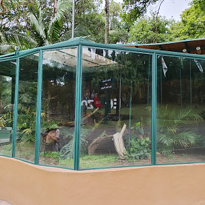 Red-tailed boa exhibit