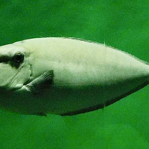 Whitemargin Unicornfish (Naso annulatus) November 8, 2025