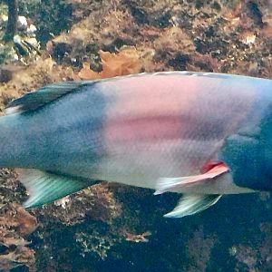 California Sheephead Wrasse (Bodianus pulcher) November 8, 2025