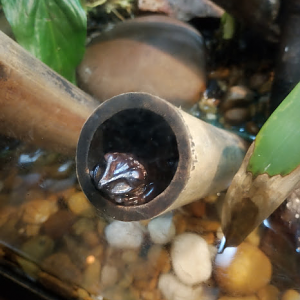 Sleeping Greening's frog