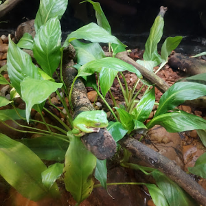Reticulated leaf frog