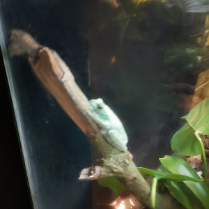 ocellated treefrog (Itapotihyla langsdorffii)