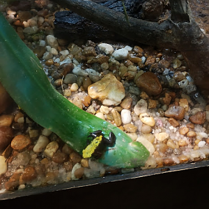 splash backed tree frog