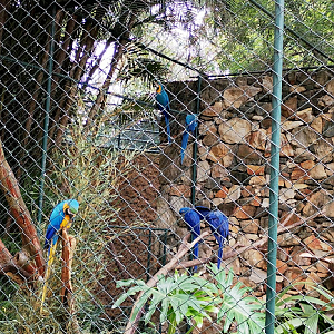 Hyacinth macaw and Blue & Yellow macaw