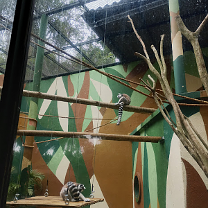Ring-Tailed lemur