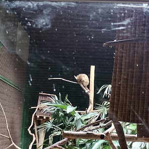Paraguayan hairy dwarf porcupine