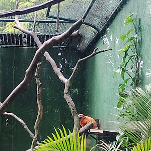 Golden lion tamarin