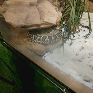 South American Rattlesnake