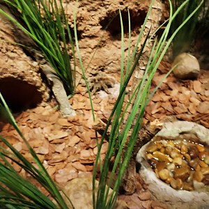 Brazilian giant blonde tarantula