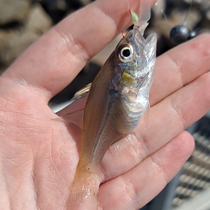 Pinstripe Cardinalfish (Fibramia lateralis)