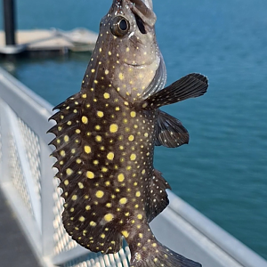 Whitespotted Grouper (Epinephelus coeruleopunctatus)