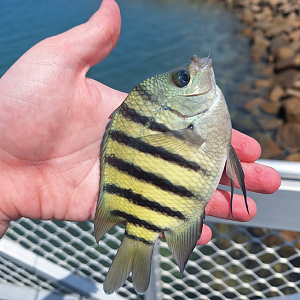 Bengal Sergeant (Abudefduf bengalensis)