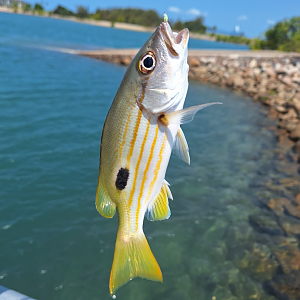Blackspot Snapper (Lutjanus fulviflamma)