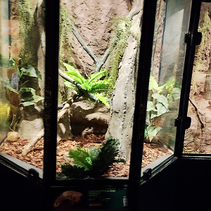 Tokay geeko terrarium
