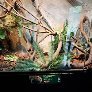 Second prehensile tailed skink habitat
