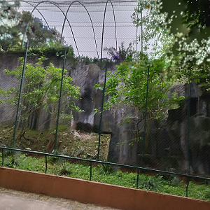 Andean condor habitat