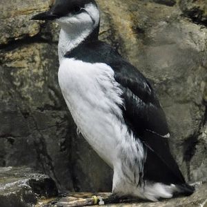 Common Murre (Uria aalge) November 8, 2025