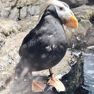 Tufted Puffin (Fratercula cirrhata) November 8, 2025