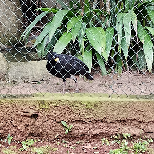 Bare-faced curassow