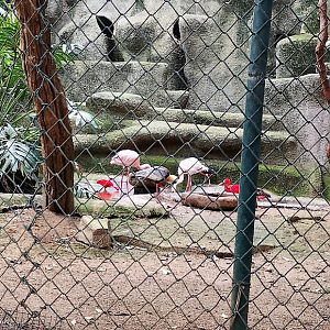 Lesser flamingo, scarlet ibis and Buff necked ibis