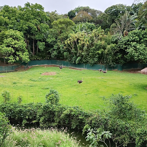 Ostriches and waterbuck