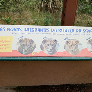 Sign for the young lioness