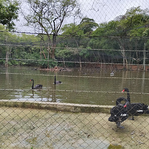 Black swan and other waterfowls