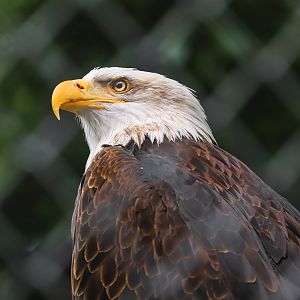 Sriayuthaya Lion Park - Bald eagle