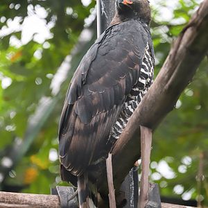 Sriayuthaya Lion Park - Crowned eagle