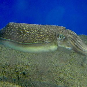 Golden Cuttlefish (Acanthosepion esculentum) November 8, 2025