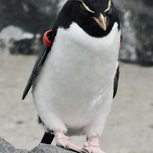 Western Rockhopper Penguin (Eudyptes chrysocome) November 8, 2025