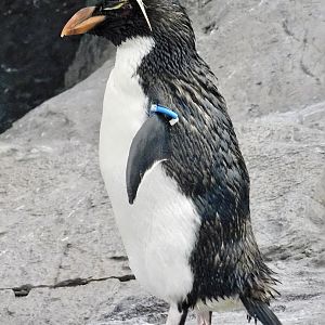 Western Rockhopper Penguin (Eudyptes chrysocome) November 8, 2025