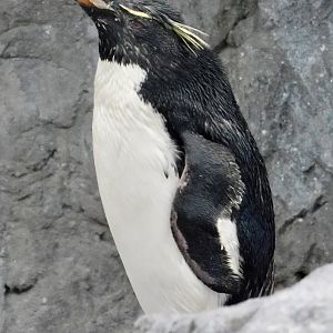 Western Rockhopper Penguin (Eudyptes chrysocome) November 8, 2025