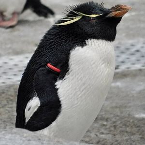 Western Rockhopper Penguin (Eudyptes chrysocome) November 8, 2025