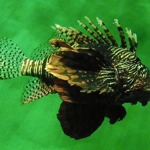 Red Lionfish (Pterois volitans) November 8, 2025