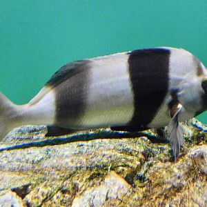 Magpie Perch (Pseudogoniistius nigripes) November 8, 2025