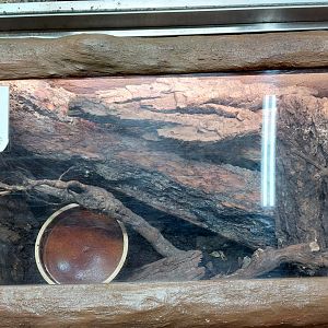 Honduran milk snake exhibit