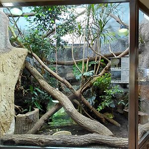 Tortoise + iguana exhibit