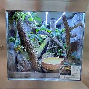 Emerald tree skink exhibit