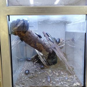 Hissing cockroach exhibit
