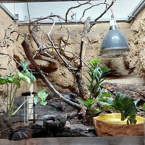 Amur rat snake exhibit