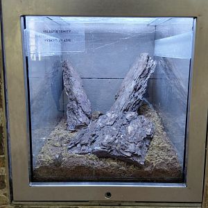 Malaysian forest scorpion exhibit