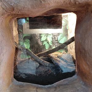 Flower beetle exhibit